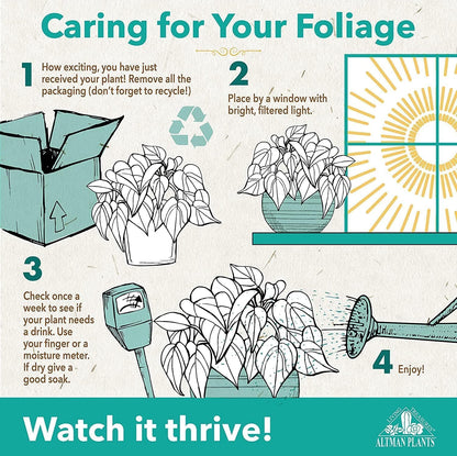 Altman Plants Live Houseplants (12PK), Indoor Plants for Delivery Prime, Live Plants and Gardening Gifts for Plant Lovers, Planters for Indoor Plants with Potting Soil, Live House Plants Indoors Live